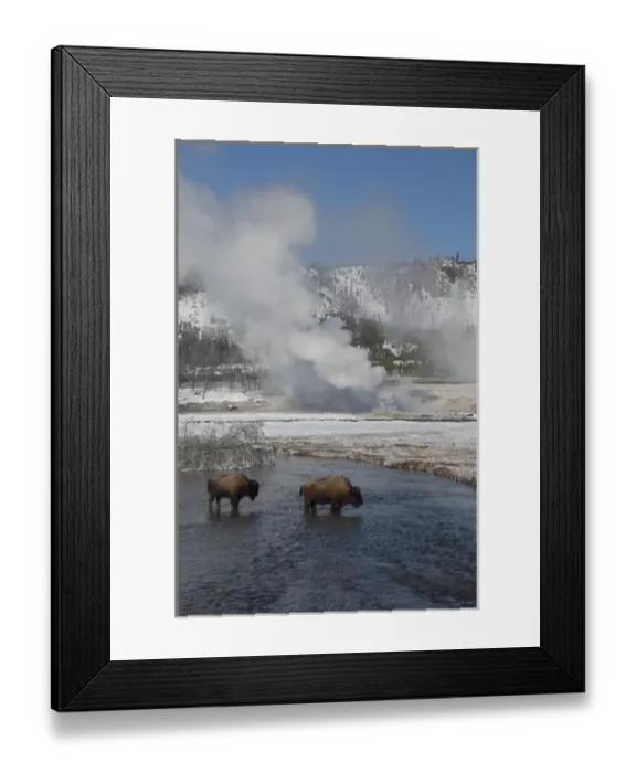 Framed Print : USA, Wyoming. Yellowstone National Park. Wild Yellowstone Bison in winter next to Framed Print : USA, Wyoming. Yellowstone National Park. Wild Yellowstone Bison in winter next to