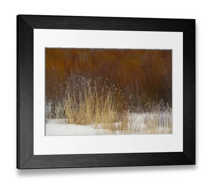 Framed Print : USA, Wyoming. Grand Teton National Park. Typical moose habitat of small shrubs & grasses Framed Print : USA, Wyoming. Grand Teton National Park. Typical moose habitat of small shrubs & grasses