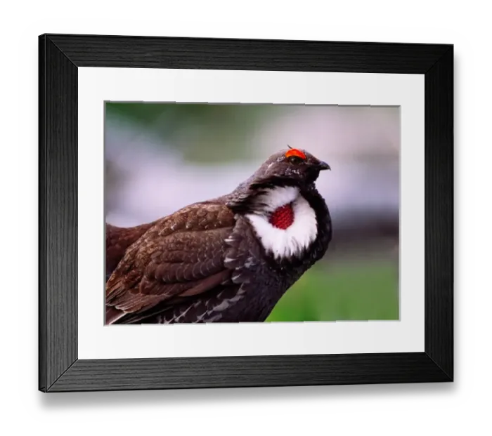 Framed Print : Male Blue Grouse (Dendragapus obscurus) displaying. USA, Yellowstone National Park Framed Print : Male Blue Grouse (Dendragapus obscurus) displaying. USA, Yellowstone National Park