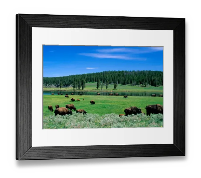 Framed Print : N. A. USA, Wyoming. A herd of buffalo graze in Yellowstone National Park Framed Print : N. A. USA, Wyoming. A herd of buffalo graze in Yellowstone National Park