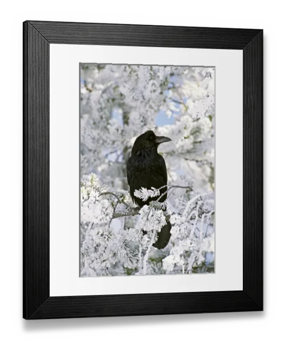 Framed Print : North America, USA, Wyoming, Yellowstone National Park. A Common Raven (Corvus corax)