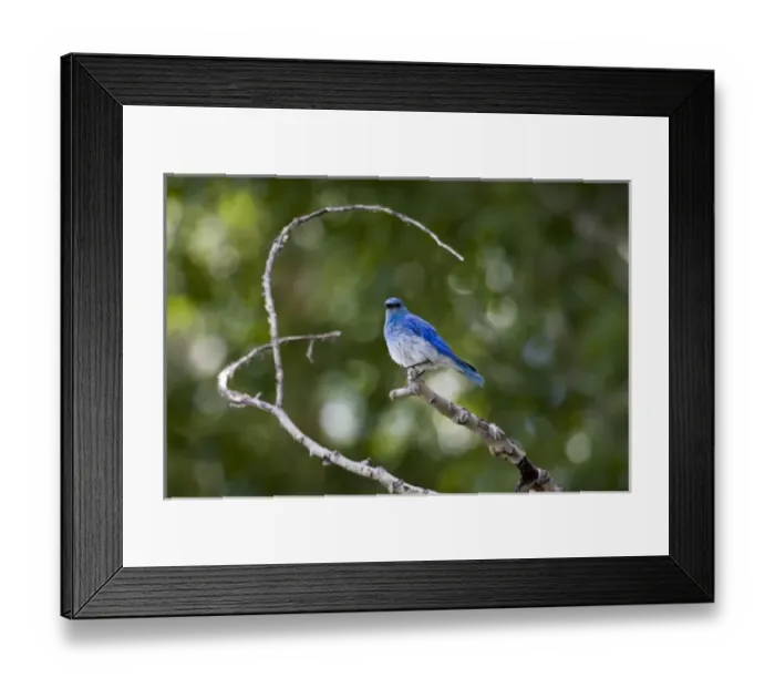 Framed Print : Mountain bluebird in Grand Teton National Park, Wyoming