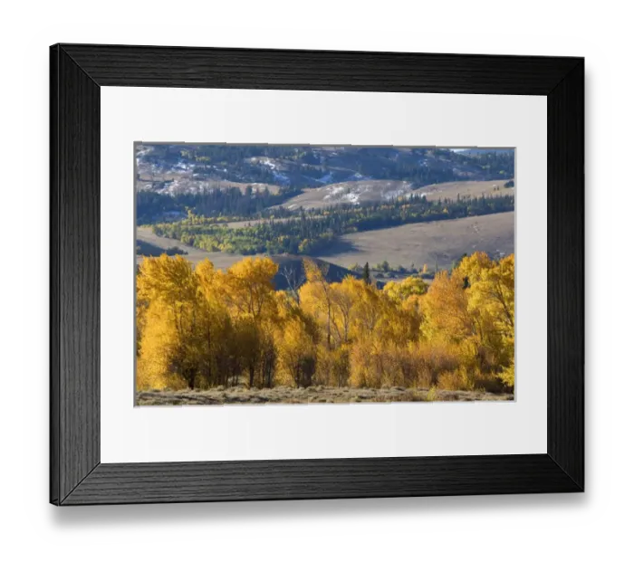 Framed Print : Autumn color on cottonwood trees near Arlington, Wyoming Framed Print : Autumn color on cottonwood trees near Arlington, Wyoming