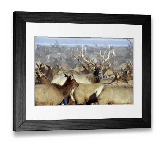 Framed Print : USA, Wyoming, Jackson, National Elk Refuge. Elk herd moving toward alfalfa pellets