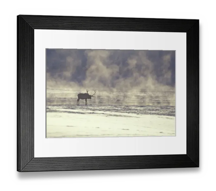 Framed Print : USA, Wyoming, National Elk Refuge, Jackson. Bull elk next to steam rising from Flat