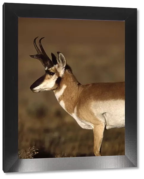 Pronghorn antelope in Grand Teton National Park