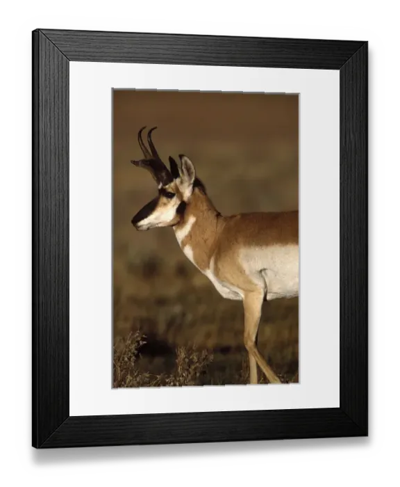 Framed Print : Pronghorn antelope in Grand Teton National Park Framed Print : Pronghorn antelope in Grand Teton National Park