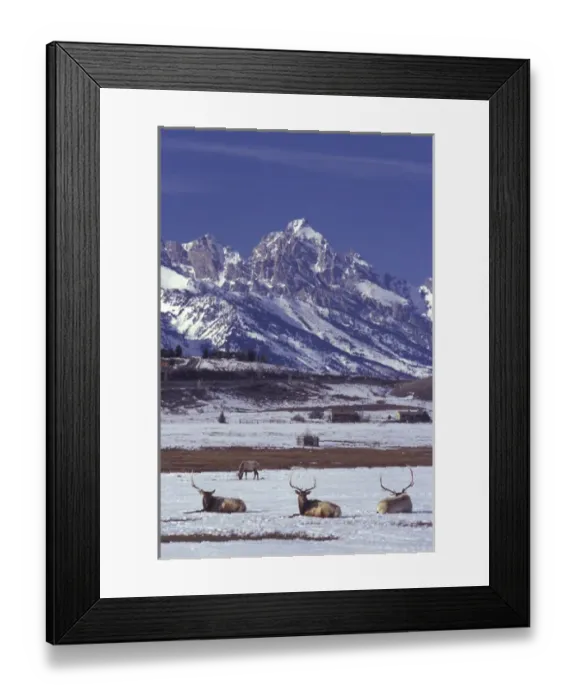 Framed Print : USA, Wyoming, Jackson, National Elk Refuge. Three bull elk rest on a March afternoon Framed Print : USA, Wyoming, Jackson, National Elk Refuge. Three bull elk rest on a March afternoon