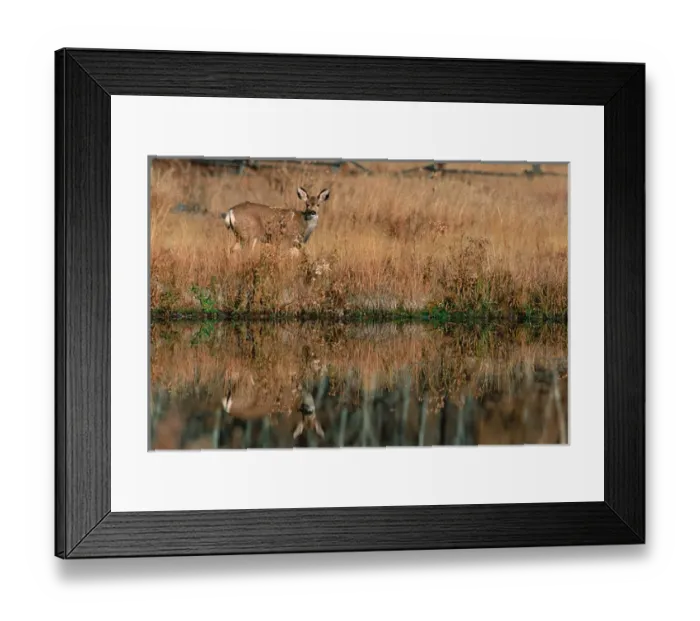 Framed Print : N. A. USA, Wyoming, Grand Teton Nat l Park Mule Deer Framed Print : N. A. USA, Wyoming, Grand Teton Nat l Park Mule Deer