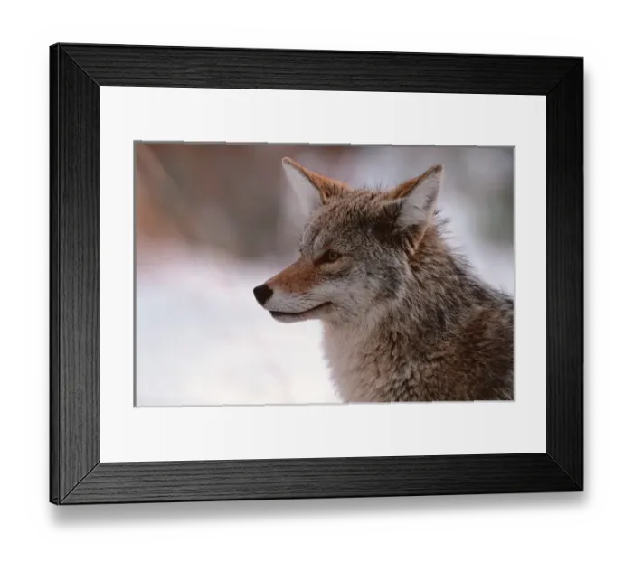 Framed Print : N. A, USA, Wyoming, Grand Teton Nat l Park Coyote Framed Print : N. A, USA, Wyoming, Grand Teton Nat l Park Coyote