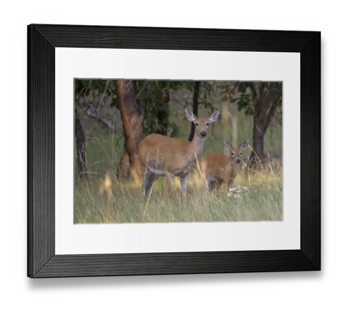 Framed Print : Devils Tower National Monument, Wyoming, North America, USA. Doe with Fawn, White-tailed Deer