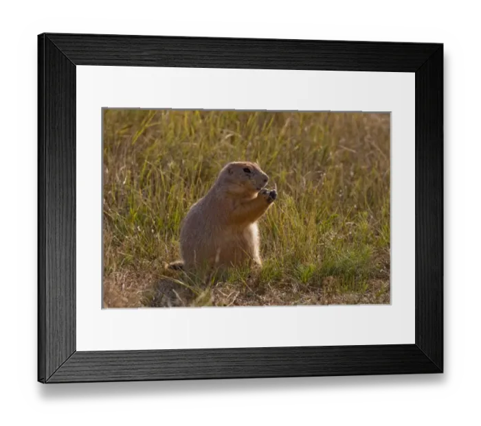 Framed Print : Devils Tower National Monument, Wyoming, North America, USA. Black-tailed Prairie Dog