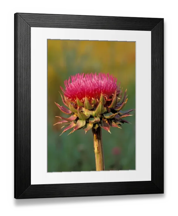 Framed Print : North America, USA, Wyoming, Yellowstone national park. Wild Flower