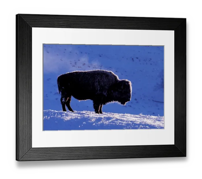Framed Print : Wyoming, Yellowstone national park, Rocky Mt. Bison Framed Print : Wyoming, Yellowstone national park, Rocky Mt. Bison