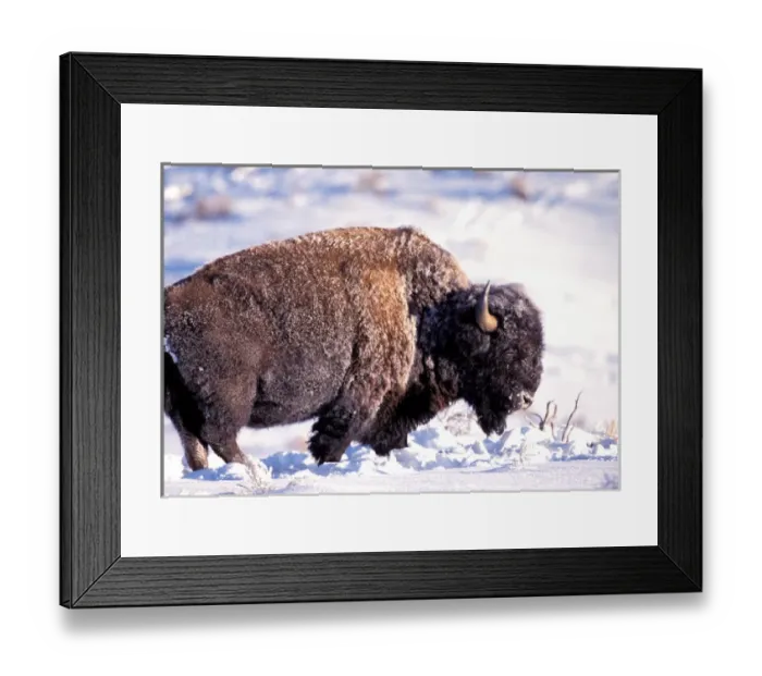Framed Print : Wyoming, Yellowstone national park, Rocky Mt. Bison Framed Print : Wyoming, Yellowstone national park, Rocky Mt. Bison
