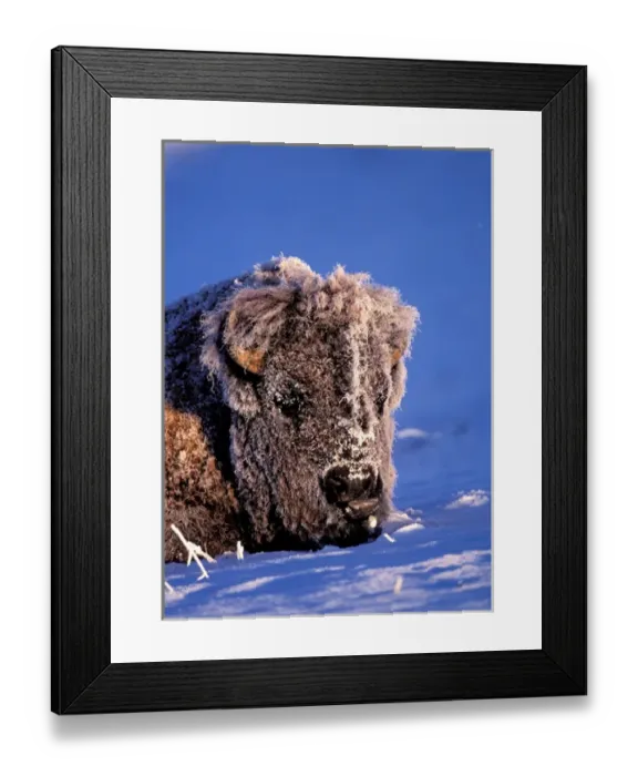 Framed Print : Wyoming, Yellowstone national park, Rocky Mt. Bison Framed Print : Wyoming, Yellowstone national park, Rocky Mt. Bison