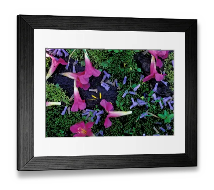 Framed Print : Wyoming, Yellowstone national park, Wild Flowers Framed Print : Wyoming, Yellowstone national park, Wild Flowers