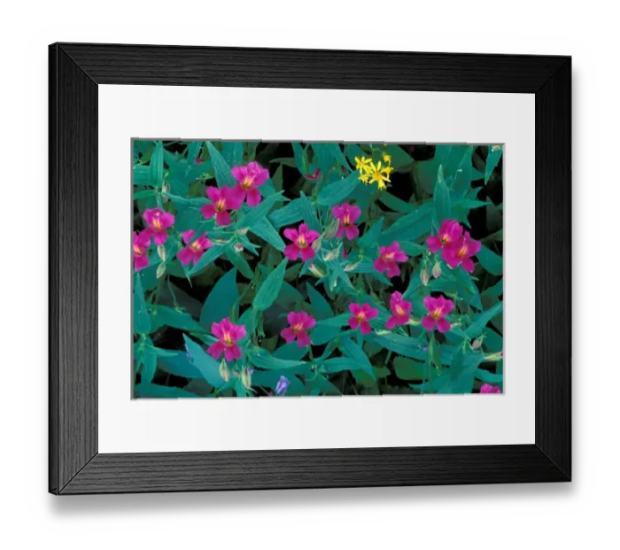 Framed Print : Wyoming, Yellowstone national park, Wild Flowers Framed Print : Wyoming, Yellowstone national park, Wild Flowers