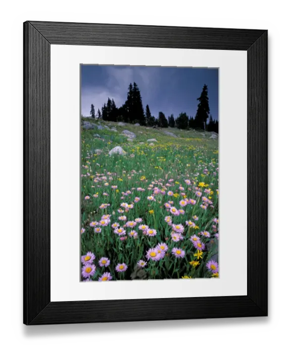 Framed Print : Wyoming, Yellowstone national park, Wild Flowers Framed Print : Wyoming, Yellowstone national park, Wild Flowers