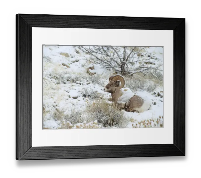 Framed Print : USA, Wyoming, near Dubois, Wind River Mountains, Whiskey Mountain, Bighorn rams