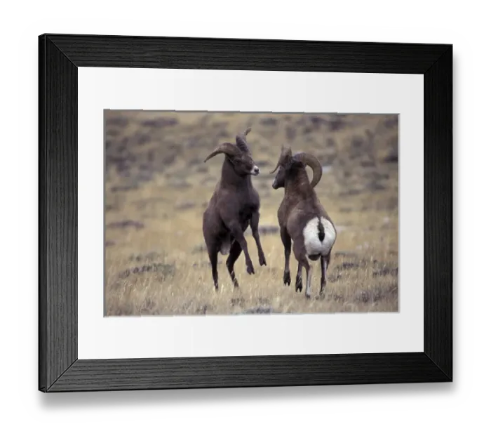 Framed Print : USA, Wyoming, Whiskey Mountain Bighorns jousting Framed Print : USA, Wyoming, Whiskey Mountain Bighorns jousting