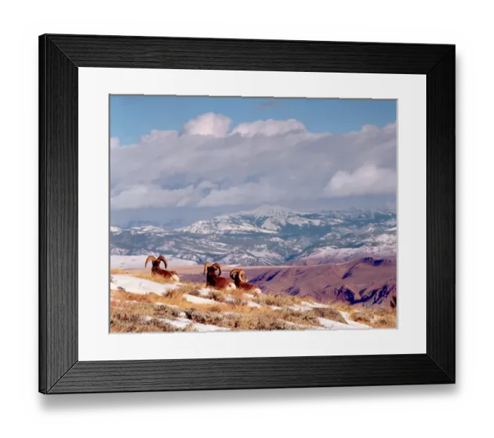 Framed Print : Wyoming, near Dubois, Wind River Mountains, Whiskey Mountain, Bighorn Ram (Ovis canadensis)
