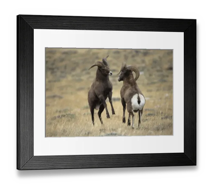 Framed Print : USA, Wyoming, near Dubois, Wind River Mountains, Whiskey Mountain, Two Bighorn Rams