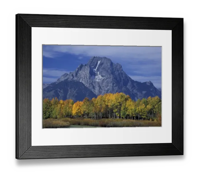Framed Print : NA, USA, Wyoming, Grand Teton National Park. Mount Moran towers over aspen trees