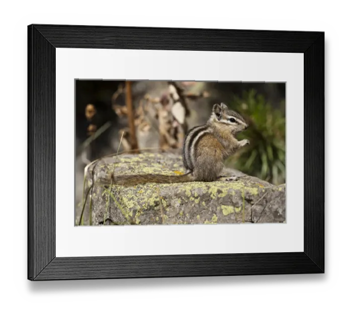Framed Print : Yellowstone National Park, WY, USA, Least Chipmunk, Tamias minimus, sitting on a rock Framed Print : Yellowstone National Park, WY, USA, Least Chipmunk, Tamias minimus, sitting on a rock
