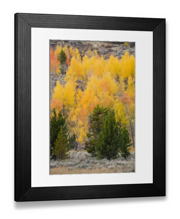 Framed Print : WY, Grand Teton National Park, Aspen trees Framed Print : WY, Grand Teton National Park, Aspen trees