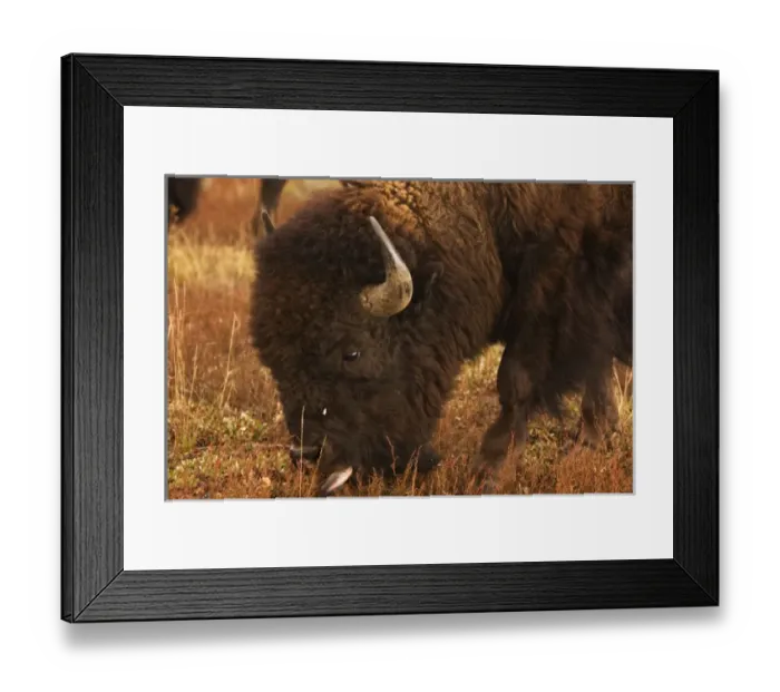 Framed Print : USA Wyoming Grand Teton NP buffalo grazing Framed Print : USA Wyoming Grand Teton NP buffalo grazing
