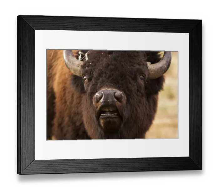 Framed Print : USA Wyoming Grand Teton NP buffalo grazing Framed Print : USA Wyoming Grand Teton NP buffalo grazing