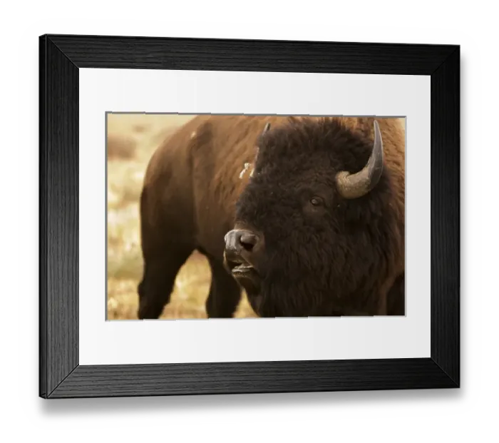 Framed Print : USA Wyoming Grand Teton NP buffalo grazing