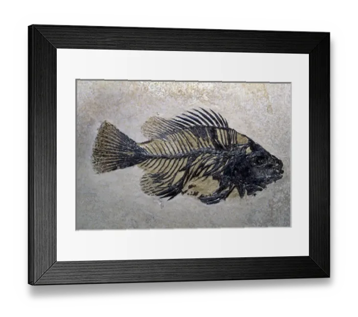 Framed Print : Fish Fossil, Wyoming, USA