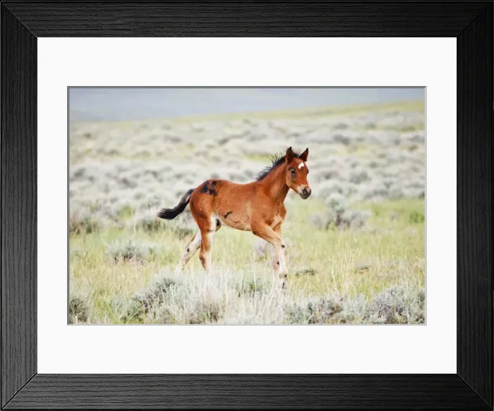 Framed Print : Feral Horse (Equus caballus) colt running in the high, sagebrush country east of Cody Framed Print : Feral Horse (Equus caballus) colt running in the high, sagebrush country east of Cody