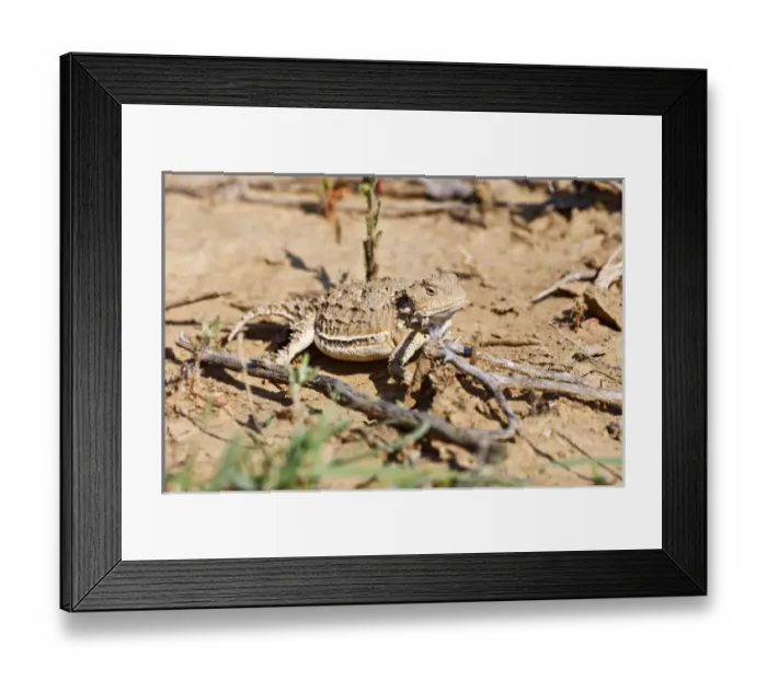 Framed Print : Short-horned Lizard (Phrynosoma douglasi) in Wyoming high desert sagebrush country east of Cody