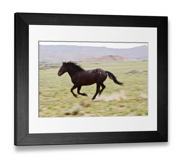 Framed Print : Feral Horse (Equus caballus) running and kicking up dust in the high, sagebrush country Framed Print : Feral Horse (Equus caballus) running and kicking up dust in the high, sagebrush country