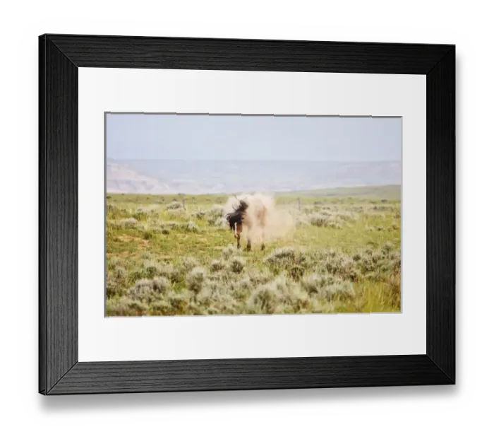 Framed Print : Feral Horse (Equus caballus) taking a dust bath and shaking of loose dust in the high Framed Print : Feral Horse (Equus caballus) taking a dust bath and shaking of loose dust in the high