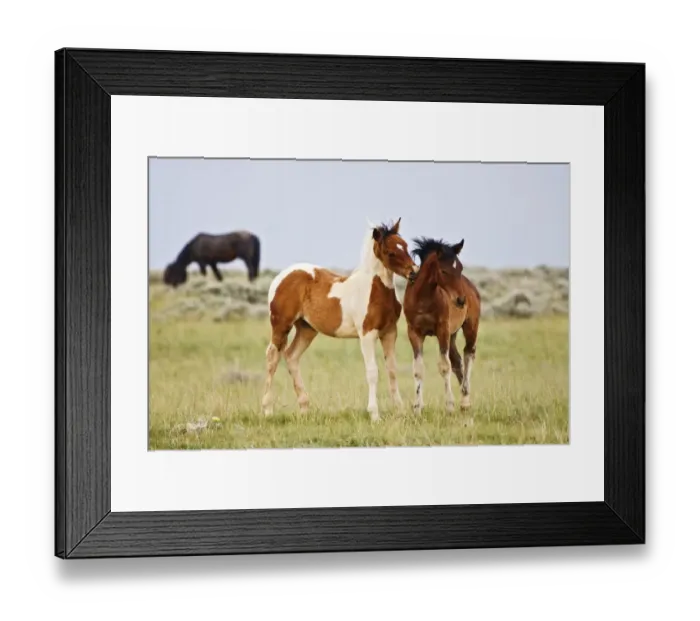 Framed Print : Feral Horse (Equus caballus) colts play by biting each other in the high, sagebrush Framed Print : Feral Horse (Equus caballus) colts play by biting each other in the high, sagebrush