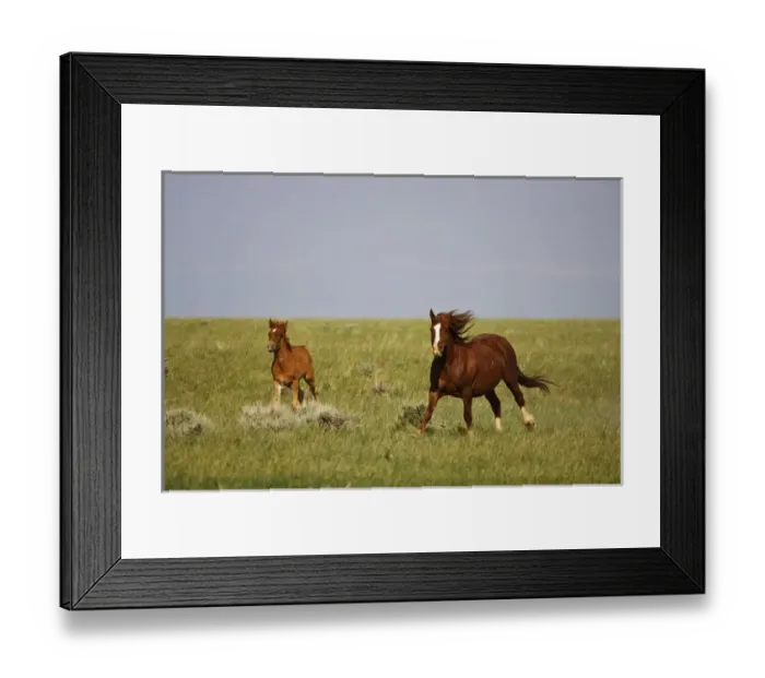 Framed Print : Feral Horse (Equus caballus) wild colt and mare running across the prairie in the high
