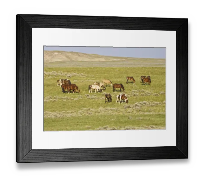 Framed Print : Feral Horse (Equus caballus) herd of wild horses grazing on prairie grass in the high