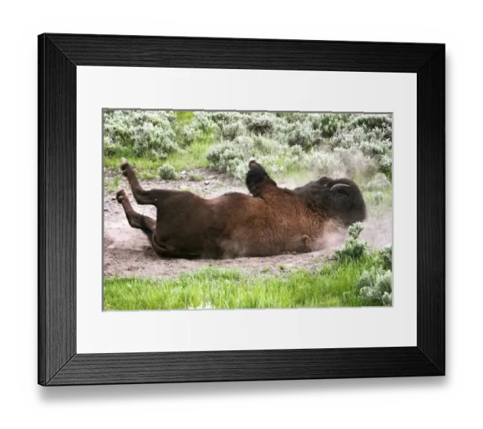 Framed Print : American Bison (Bison bison) rolling in dust, Yellowstone National Park, Wyoming, USA