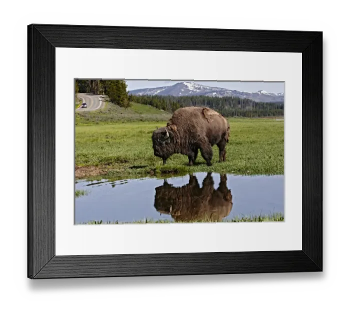 Framed Print : North America, USA, Wyoming, Yellowstone National Park, American Bison (Bison bison)