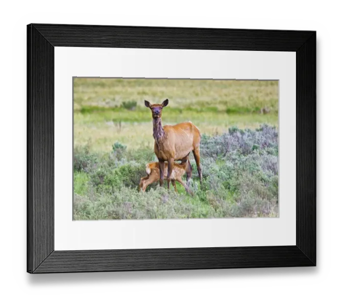 Framed Print : North America, USA, Wyoming, Yellowstone National Park, elk (Cervus elaphus) cow and nursing calf Framed Print : North America, USA, Wyoming, Yellowstone National Park, elk (Cervus elaphus) cow and nursing calf