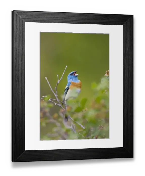 Framed Print : North America, USA, Wyoming, Bighorn National Recreation Area, Lazuli Bunting (Passerina Framed Print : North America, USA, Wyoming, Bighorn National Recreation Area, Lazuli Bunting (Passerina