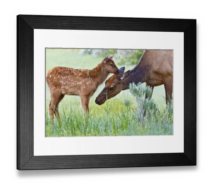 Framed Print : North America, USA, Wyoming, Yellowstone National Park, elk (Cervus elaphus) cow licking calf Framed Print : North America, USA, Wyoming, Yellowstone National Park, elk (Cervus elaphus) cow licking calf