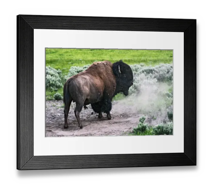 Framed Print : American Bison (Bison bison) male after dust bath, Yellowstone National Park, Wyoming