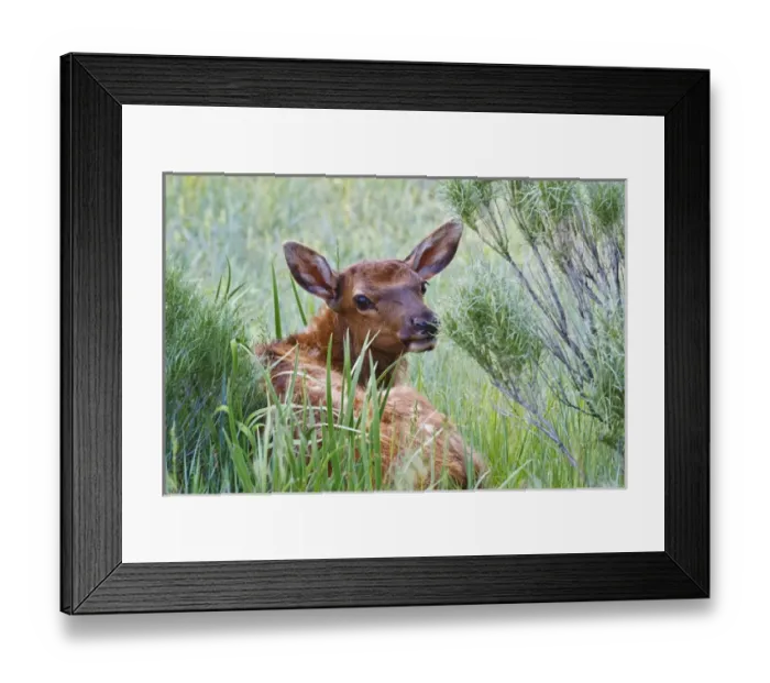 Framed Print : North America, USA, Wyoming, Yellowstone National Park, elk (Cervus elaphus) calf Framed Print : North America, USA, Wyoming, Yellowstone National Park, elk (Cervus elaphus) calf