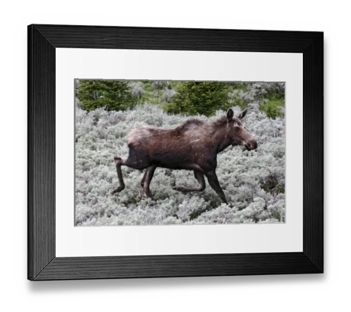 Framed Print : North America, USA, Wyoming, Bighorn Mountains, Moose (Alces alces) cow, June