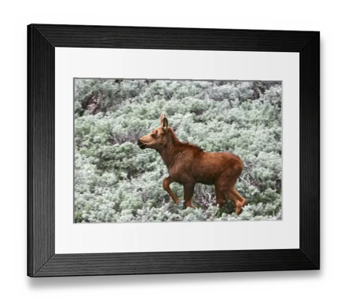 Framed Print : North America, USA, Wyoming, Bighorn Mountains, calf moose (Alces alces) in sagebrush